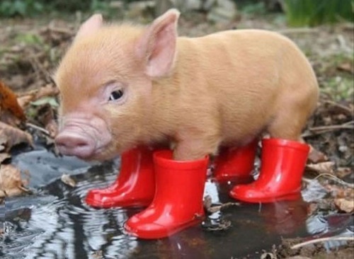 pig-stiefel